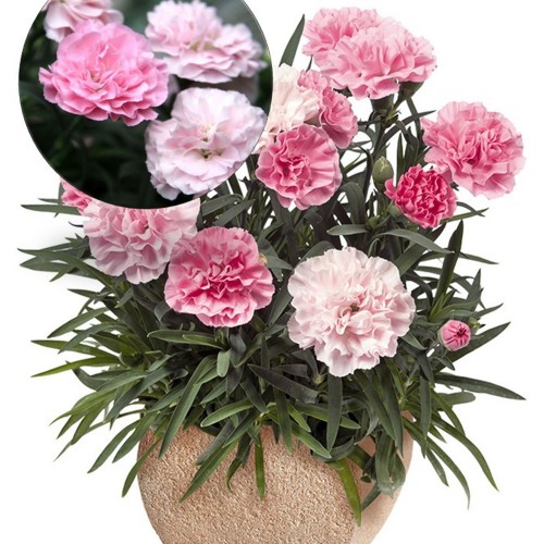 Dianthus caryophyllus 'Sweet Pleasure®L Peppermint' - Aednelk 'Sweet Pleasure®L Peppermint'   